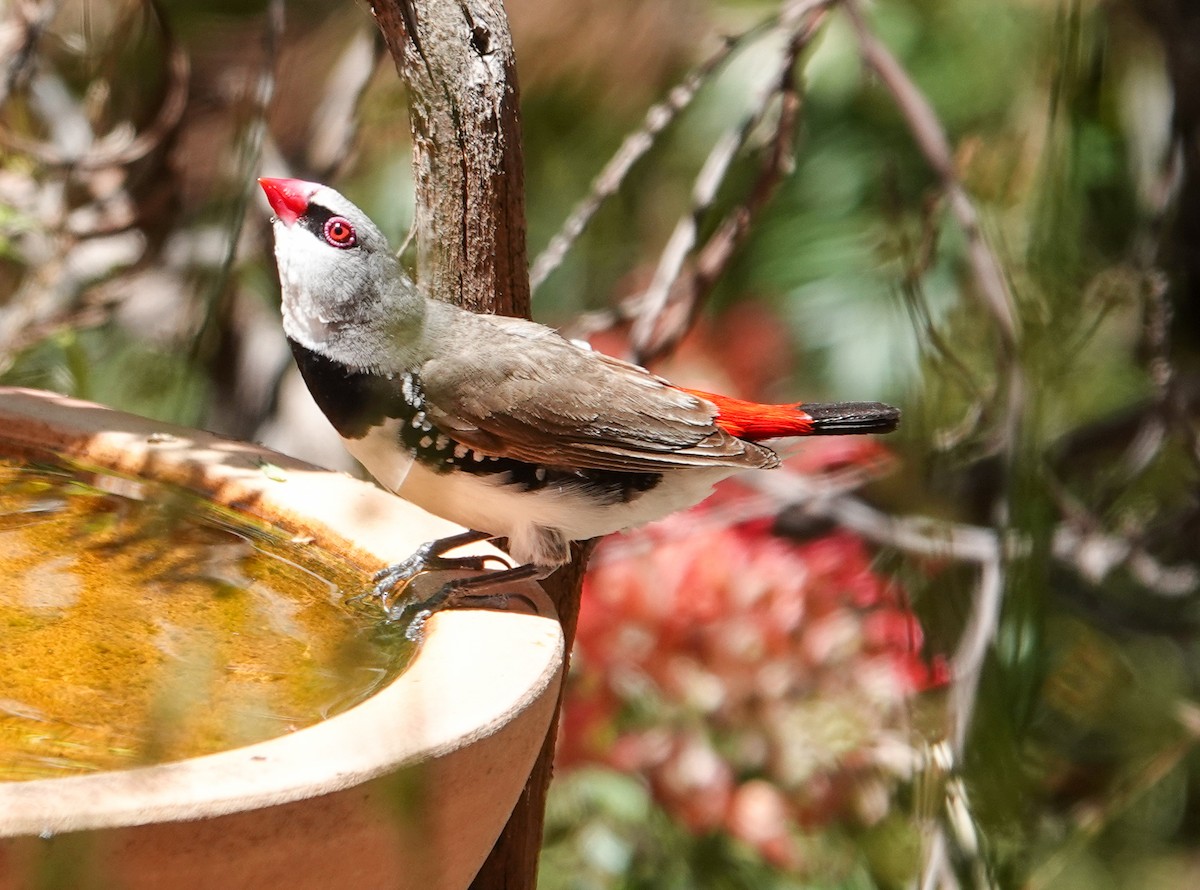 Diamant à gouttelettes - ML645875974