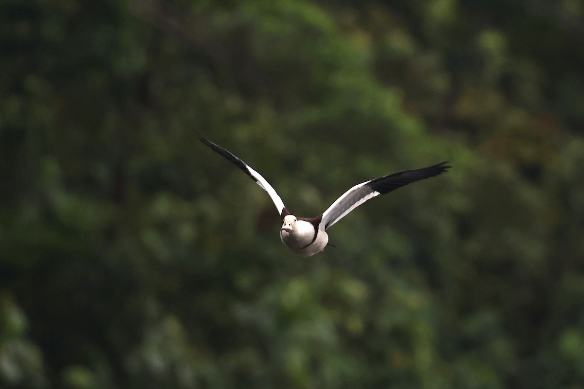 Tadorne radjah - ML645875975