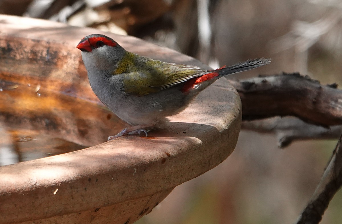 Diamant à cinq couleurs - ML645875976