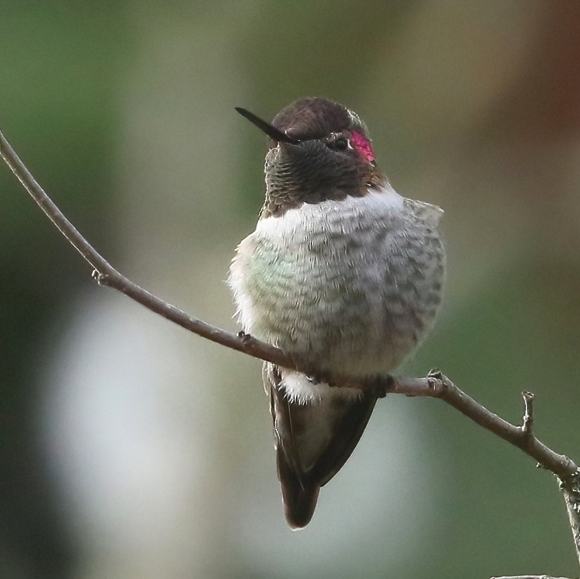 Colibri d'Anna - ML645875977