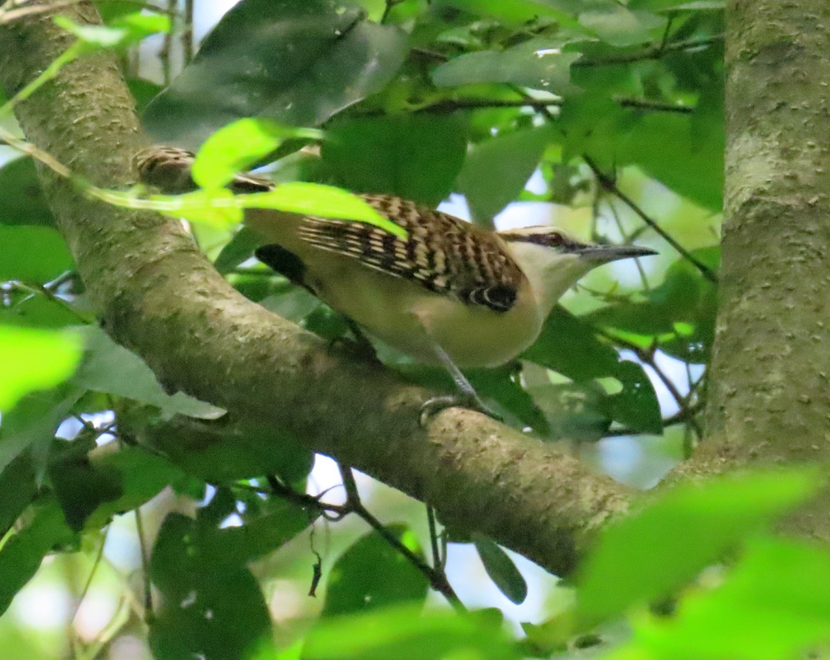 Troglodyte à dos roux - ML645875978