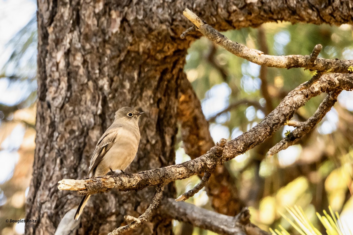 Solitaire de Townsend - ML645875979