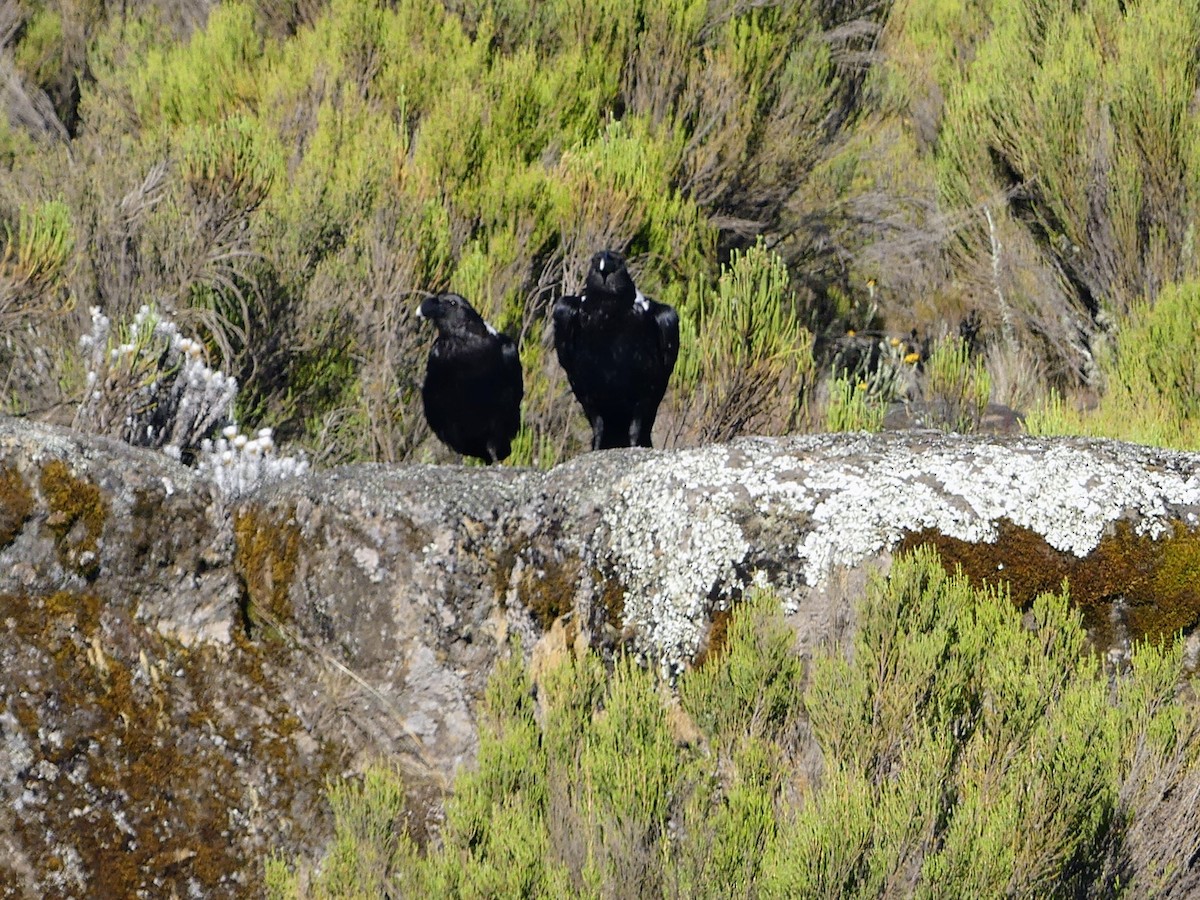 Corbeau à nuque blanche - ML645875980