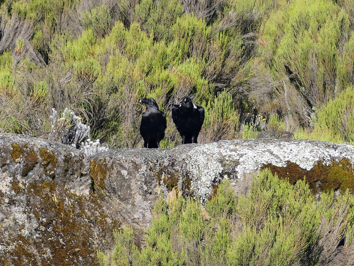 Corbeau à nuque blanche - ML645875981