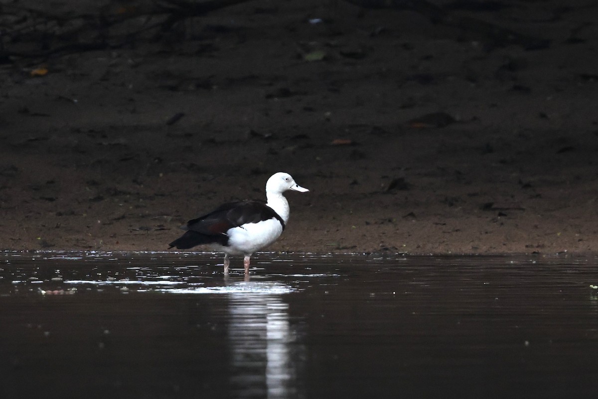 Tadorne radjah - ML645875982