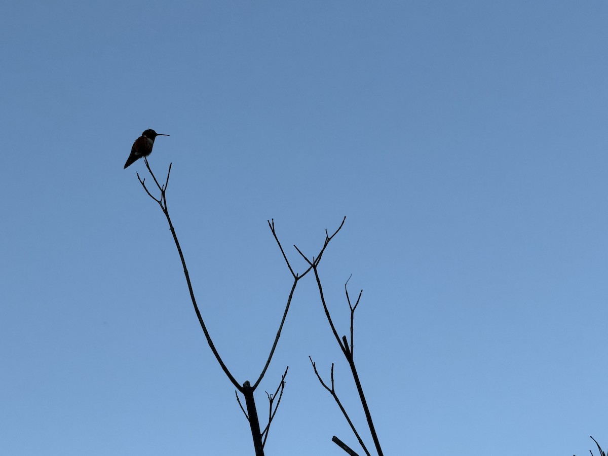 Colibri d'Allen - ML645875984