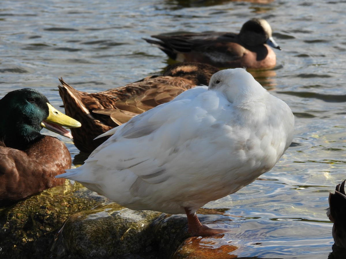 Oie des neiges - ML645875986