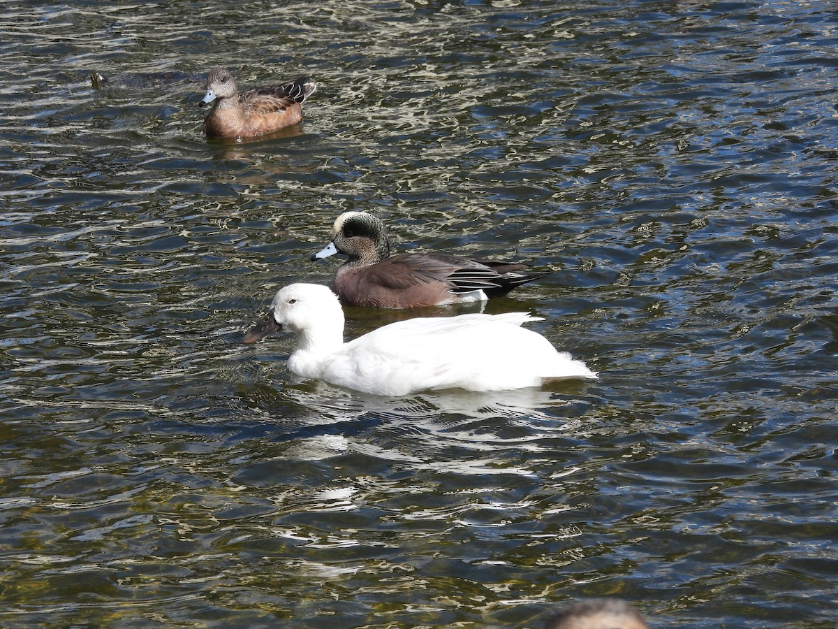 Oie des neiges - ML645875987