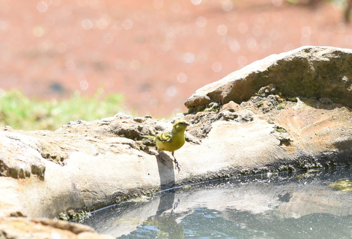 Serin à calotte jaune - ML645875988