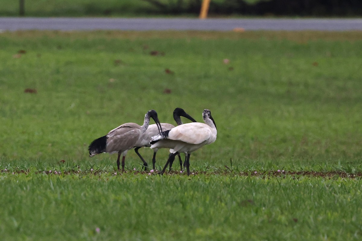 Ibis à cou noir - ML645875990