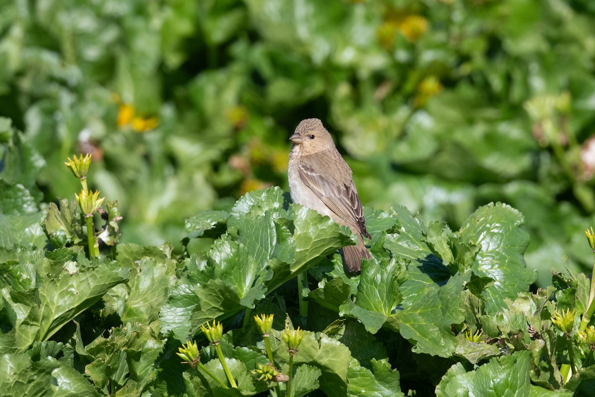 Roselin cramoisi - ML645875992