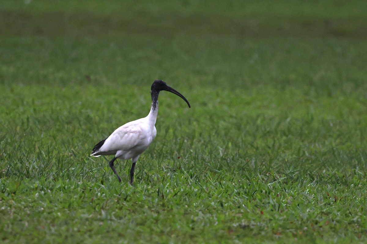 Ibis à cou noir - ML645875996