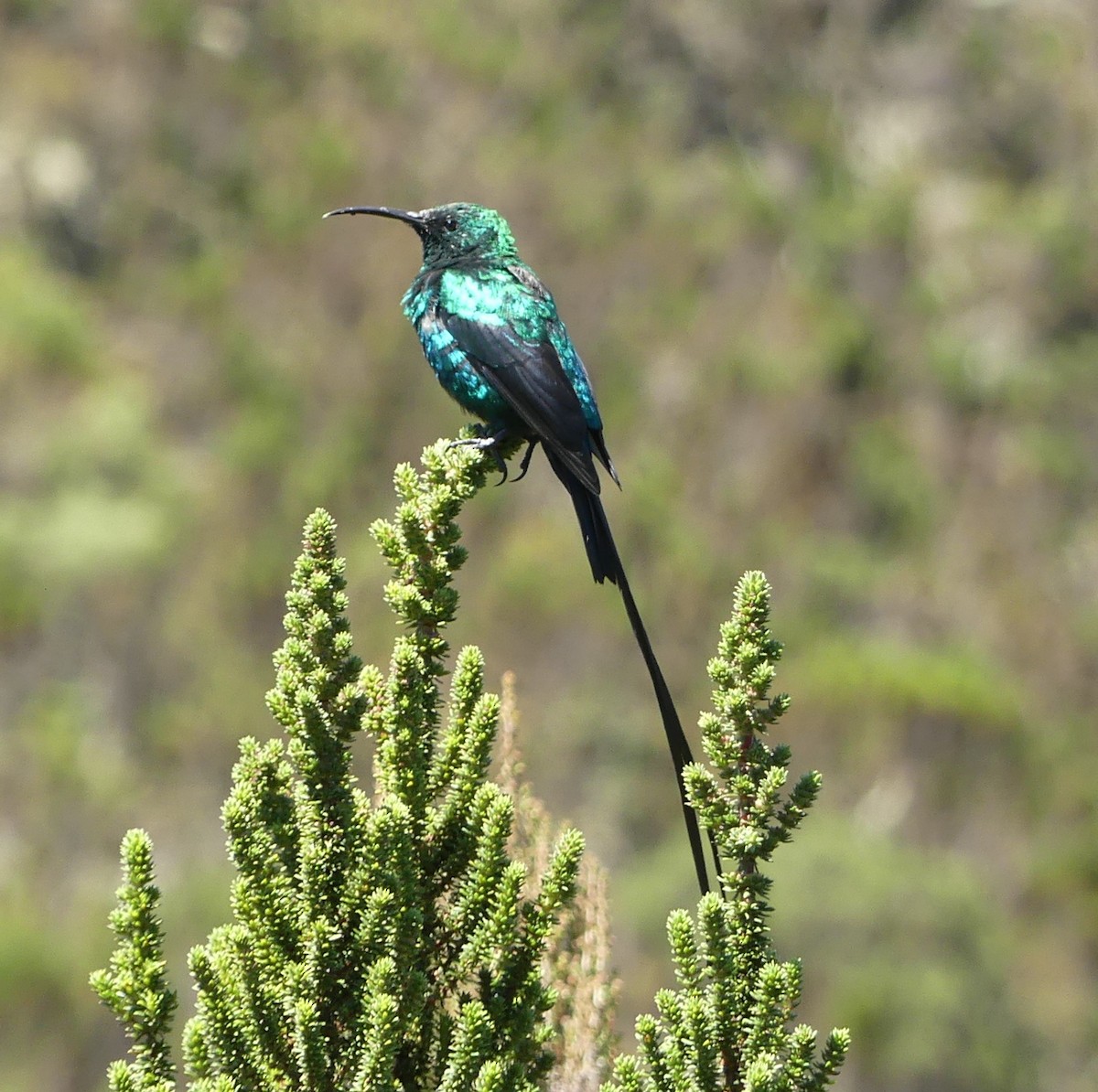 Souimanga de Johnston - ML645875999