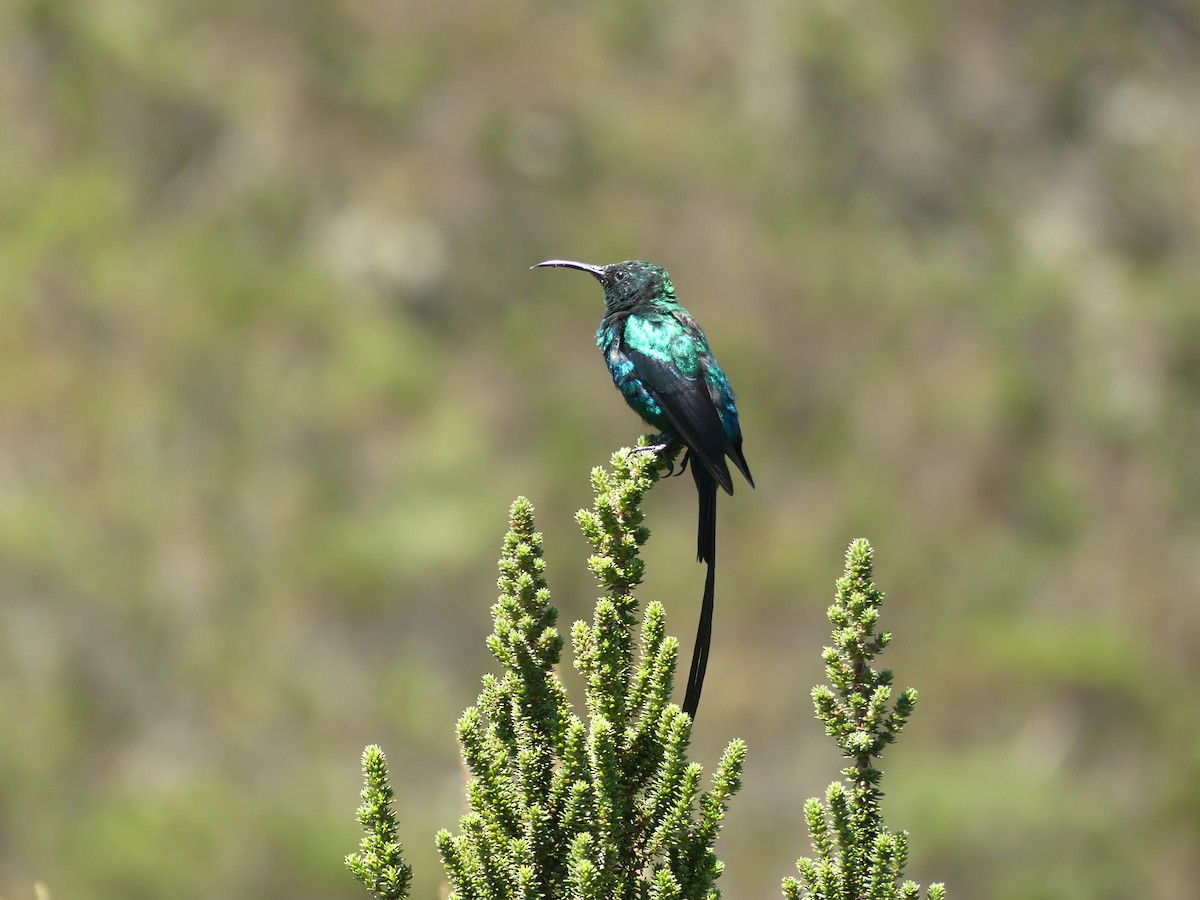 Souimanga de Johnston - ML645876000