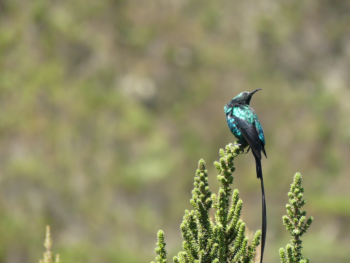 Souimanga de Johnston - ML645876001