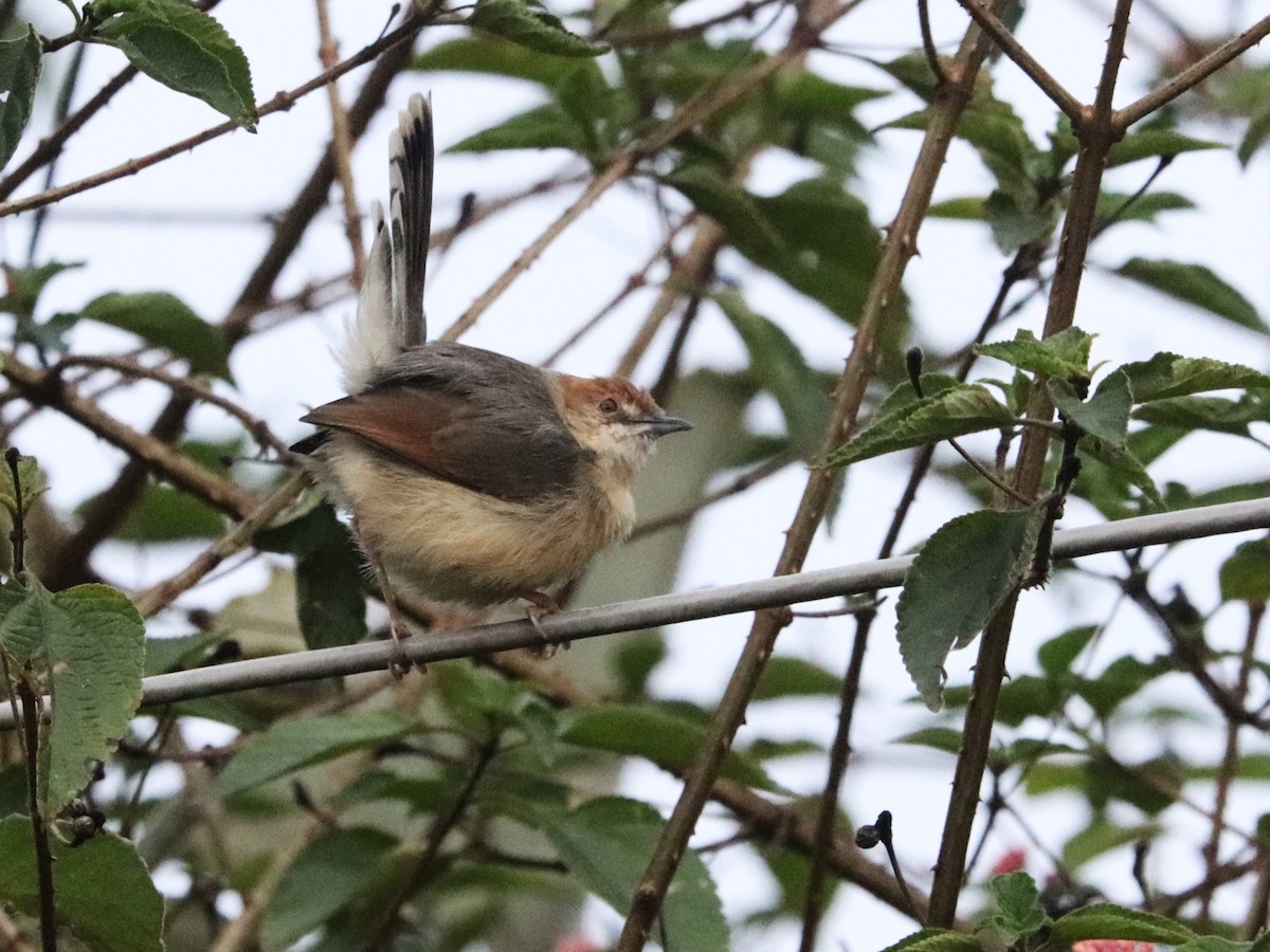 Cisticole chanteuse - ML645876002