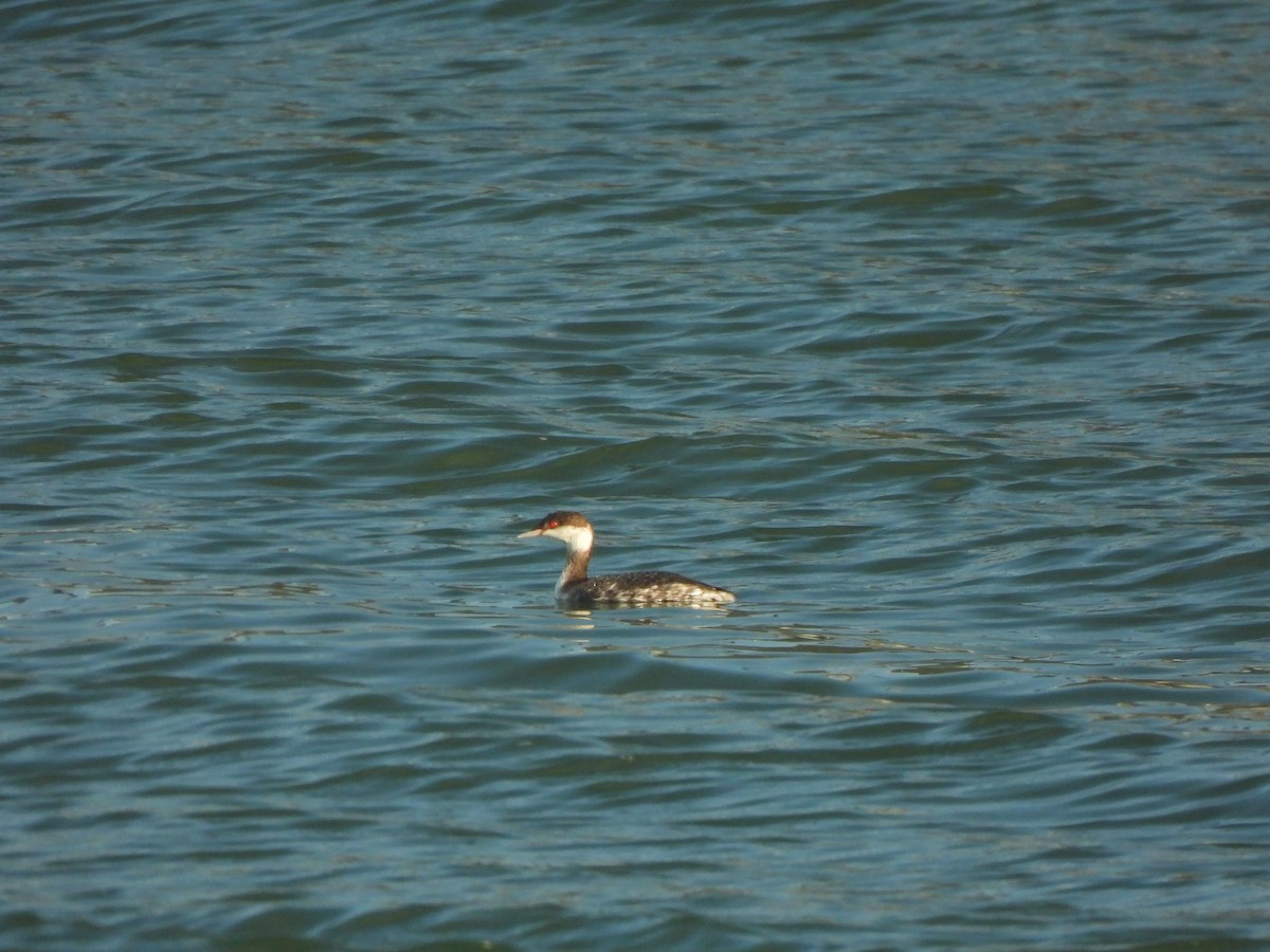 Zampullín Cuellirrojo - ML645876006