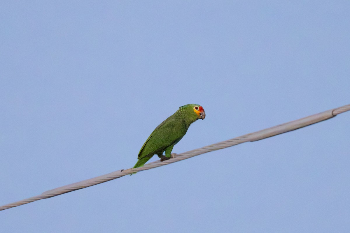 Amazona Frentirroja - ML645876007