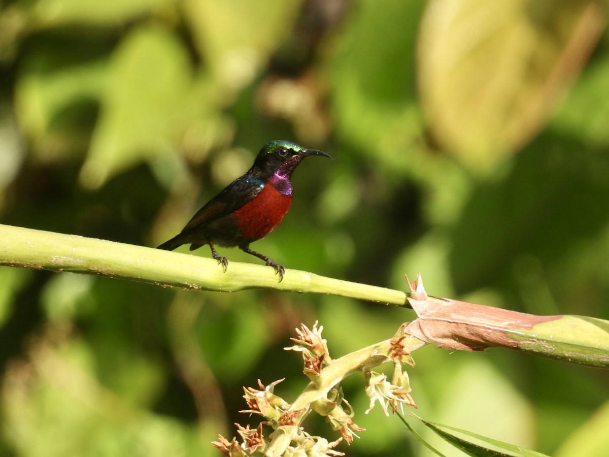 Van Hasselt's Sunbird - ML645876013