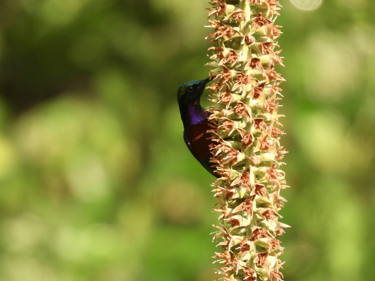 Suimanga Ventrigranate - ML645876014