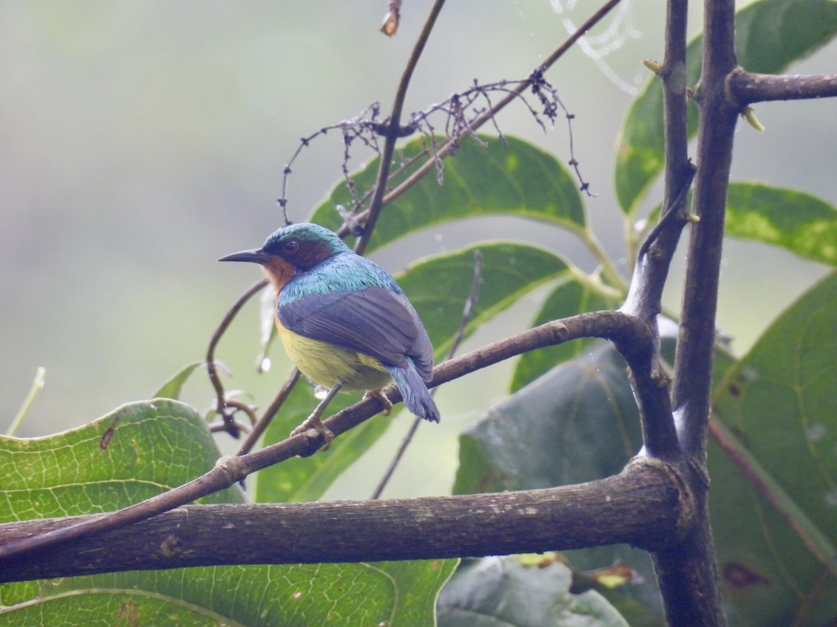 Suimanga Carirrubí - ML645876015