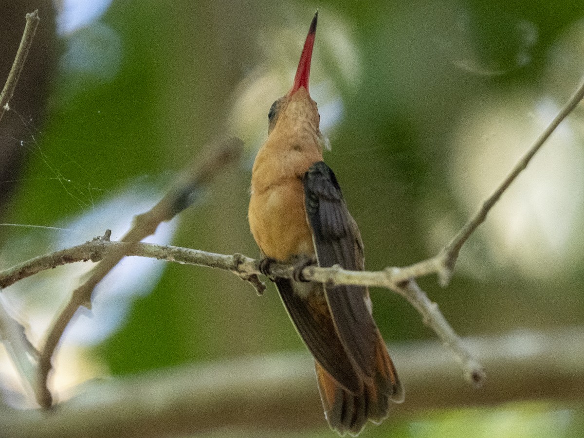 Amazilia Canela - ML645876017