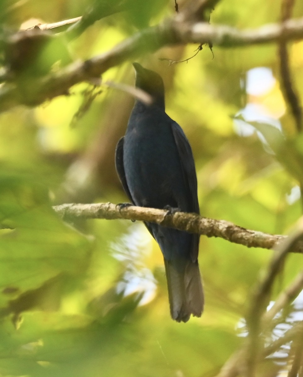 Irena Común - ML645876018