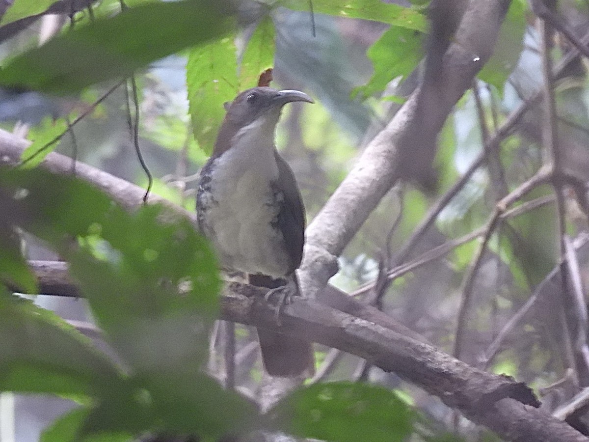 Cimitarra Grande - ML645876019