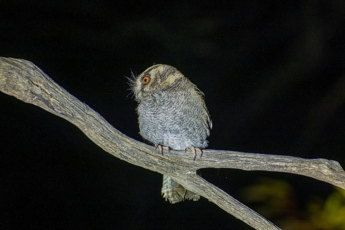 Egotelo Australiano - ML645876020