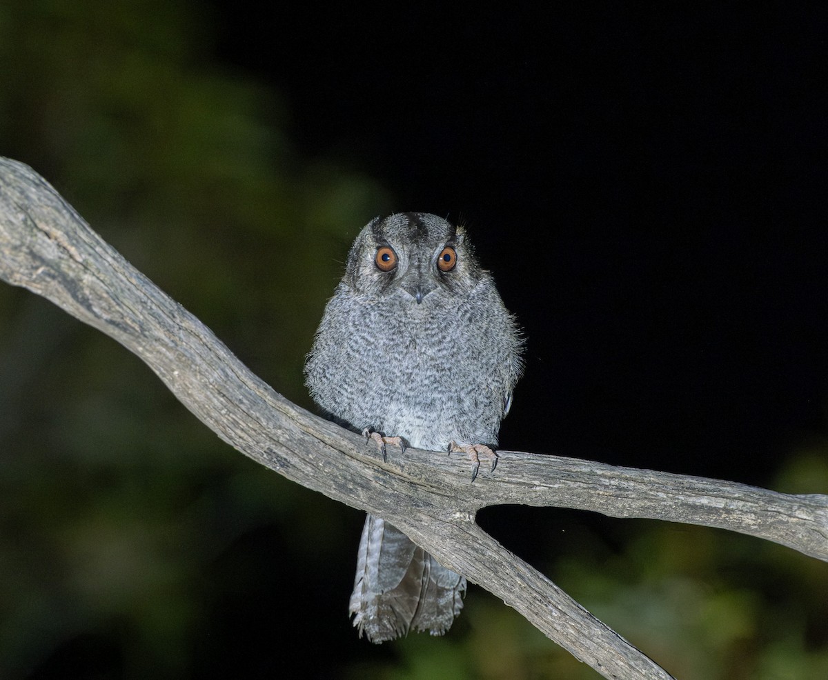 Egotelo Australiano - ML645876021