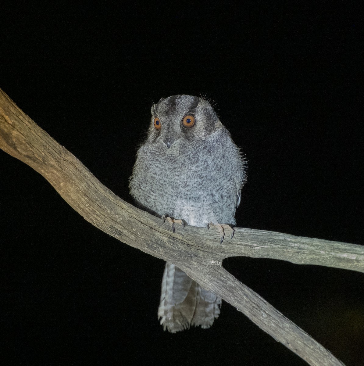 Egotelo Australiano - ML645876022