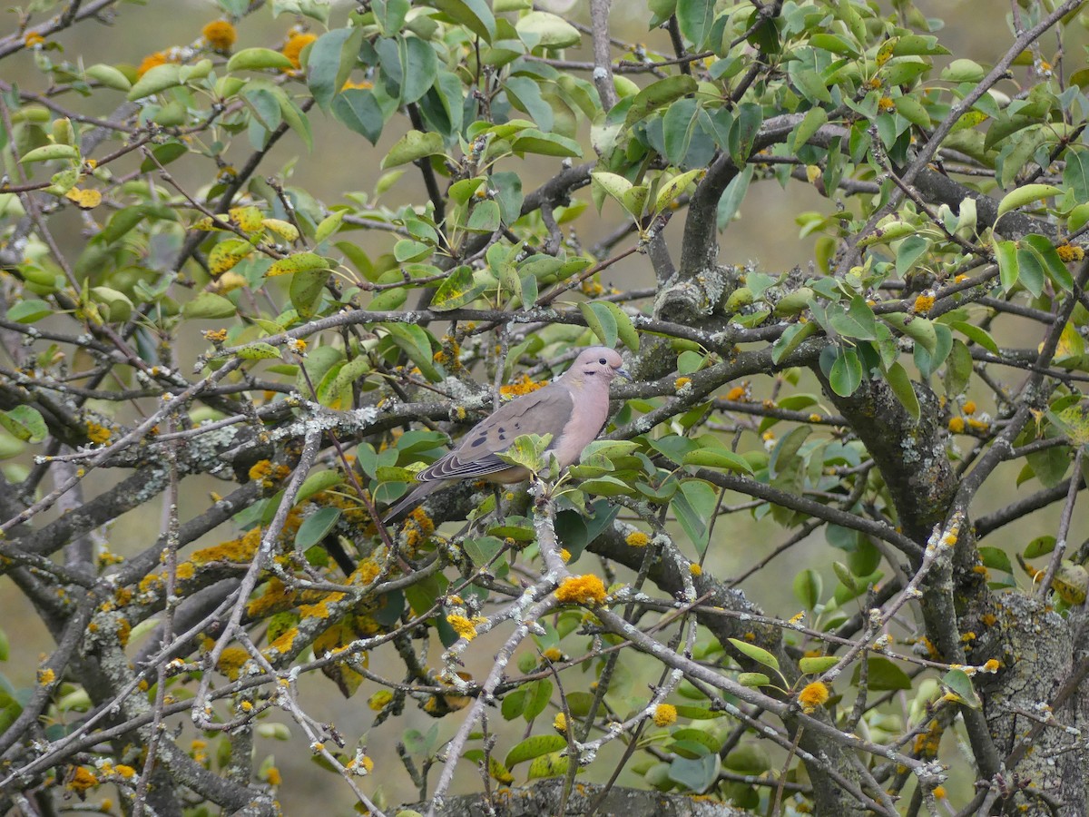 Zenaida Torcaza - ML645876023