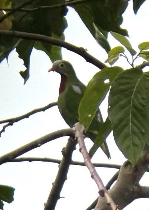 Tilopo Pechirrojo - ML645876024