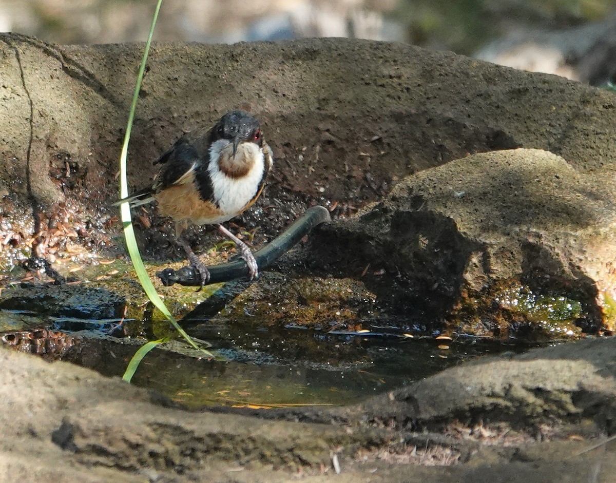 Picoespina Oriental - ML645876025