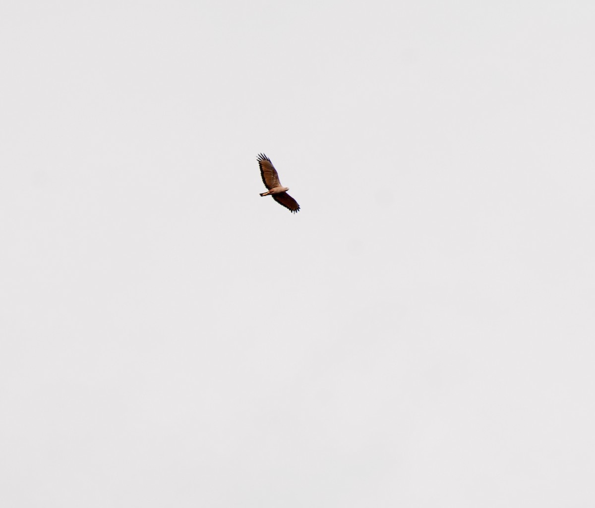 Busardo Sabanero - ML645876026