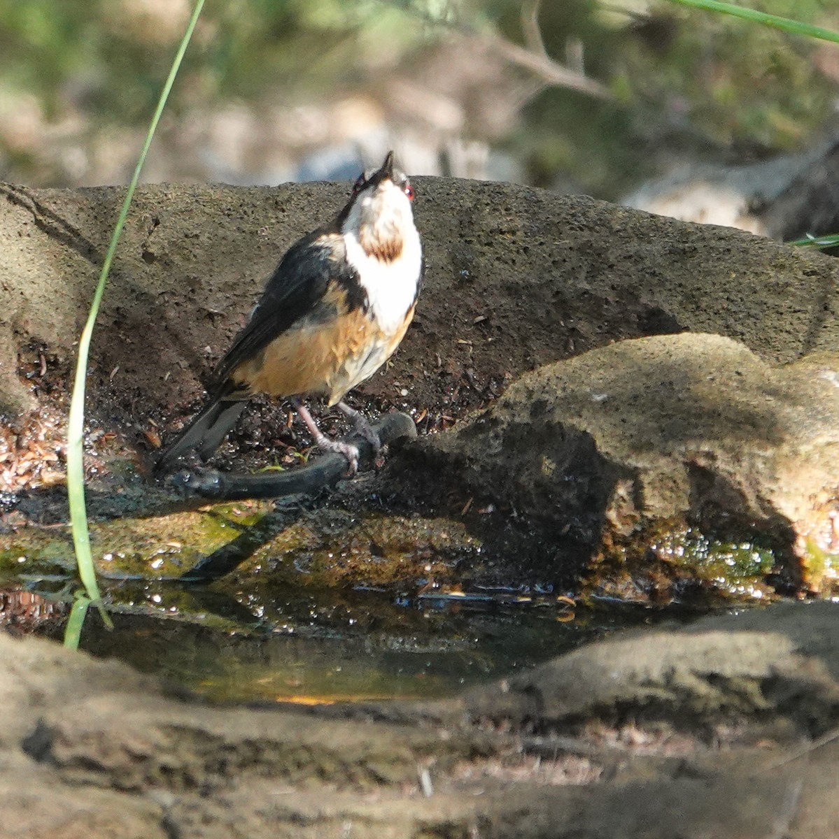 Picoespina Oriental - ML645876027