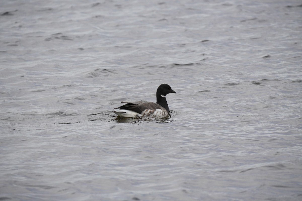 Barnacla Carinegra - ML645876028
