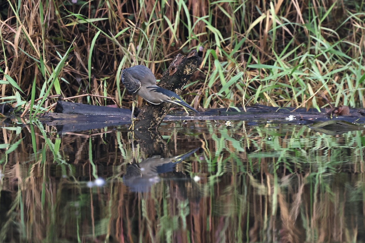 Garcilla Menor - ML645876031