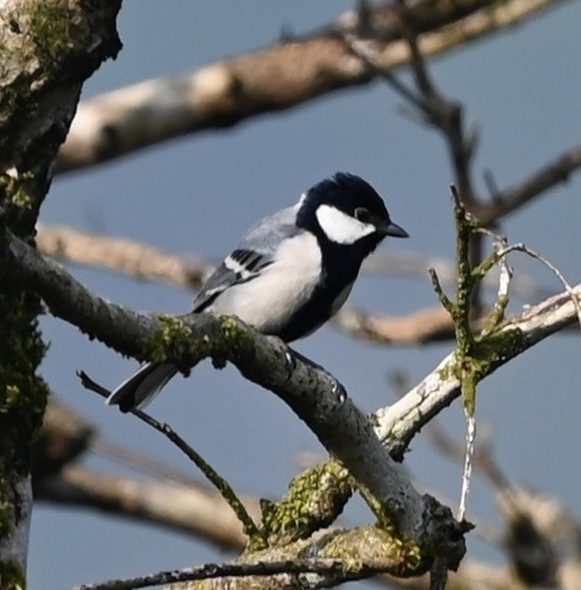 Carbonero Oriental - ML645876032