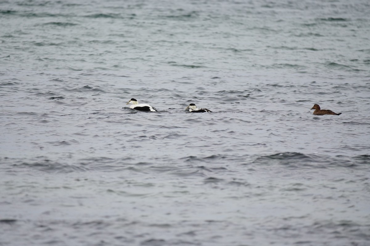 Éider Común - ML645876033