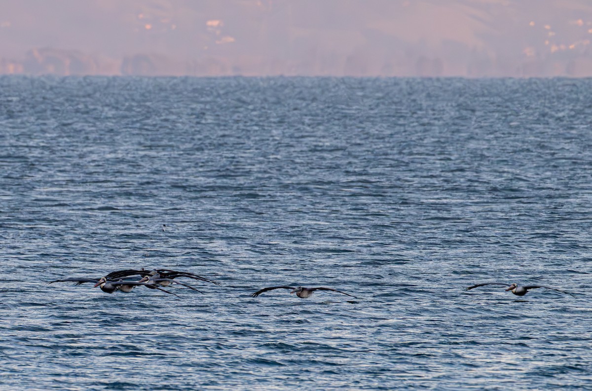 Pelícano Pardo - ML645876034