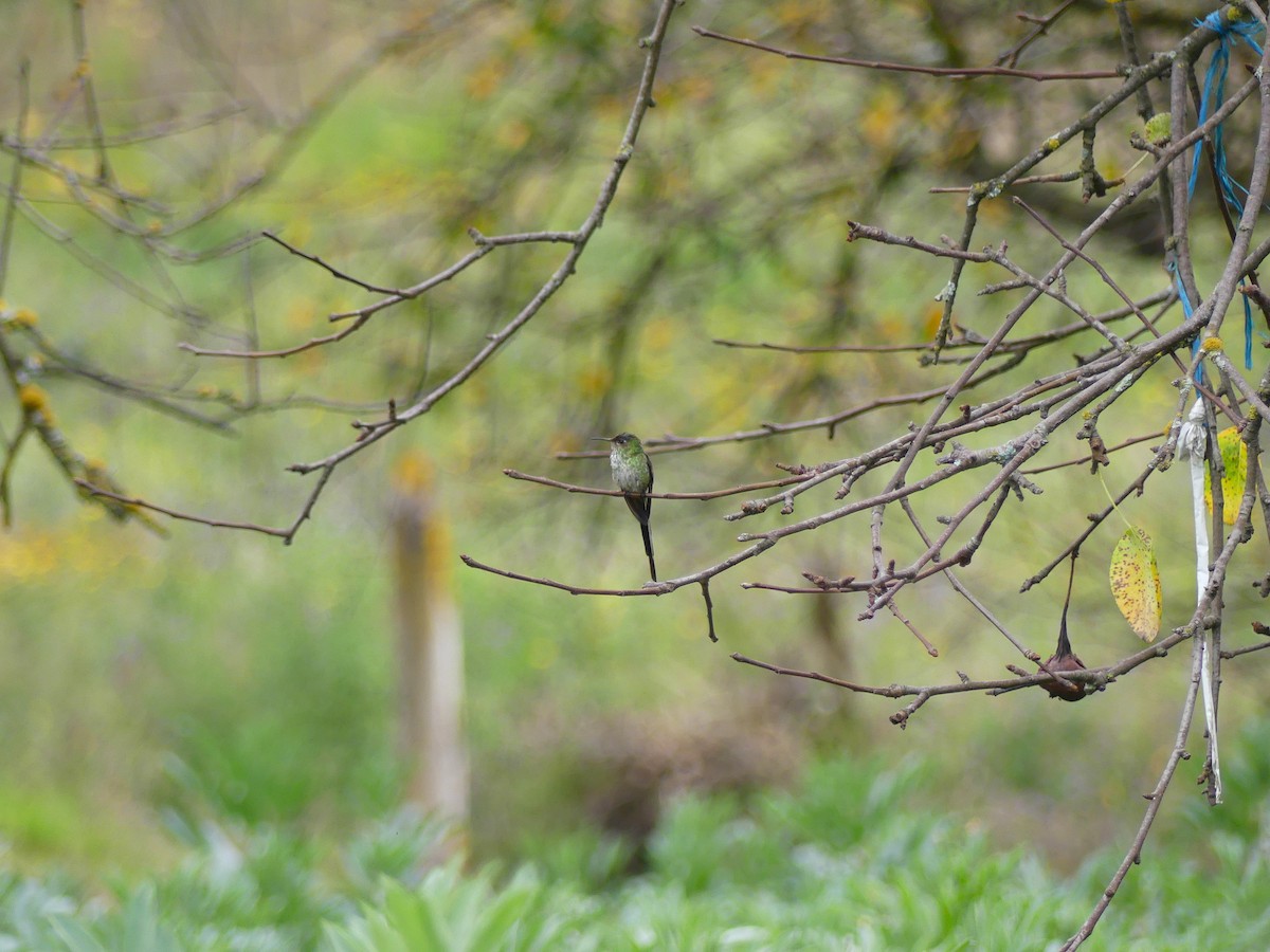 Colibrí Colilargo Mayor - ML645876035