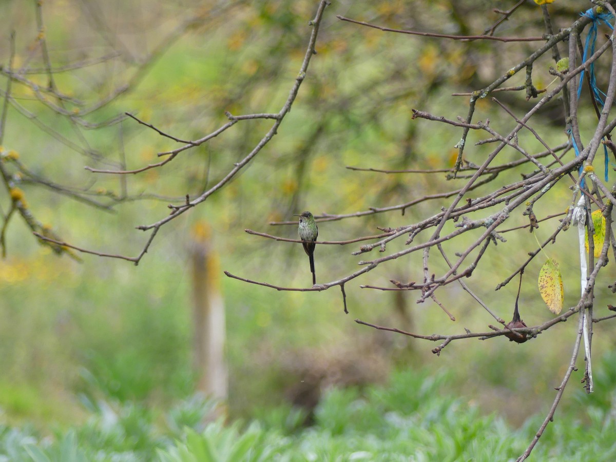 Colibrí Colilargo Mayor - ML645876036
