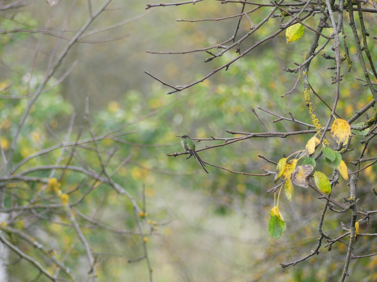 Colibrí Colilargo Mayor - ML645876037