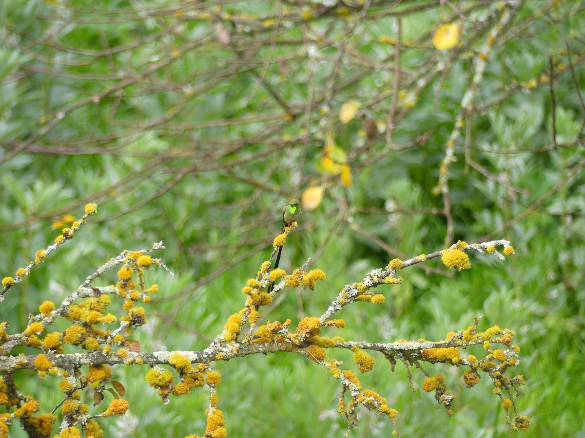 Colibrí Colilargo Mayor - ML645876038