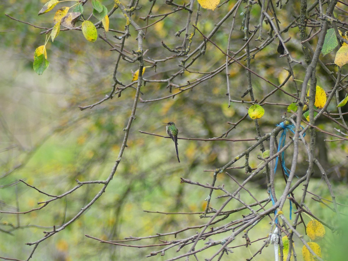 Colibrí Colilargo Mayor - ML645876039