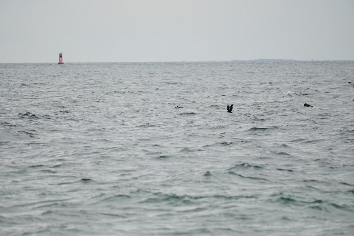 Negrón Aliblanco - ML645876041