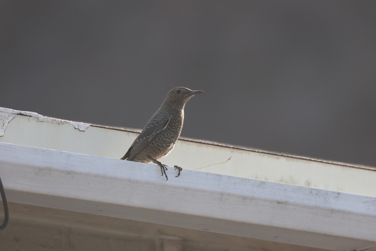 Blue Rock-Thrush - ML645876042