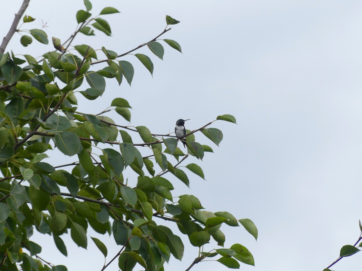 hvitbukkolibri - ML645876049