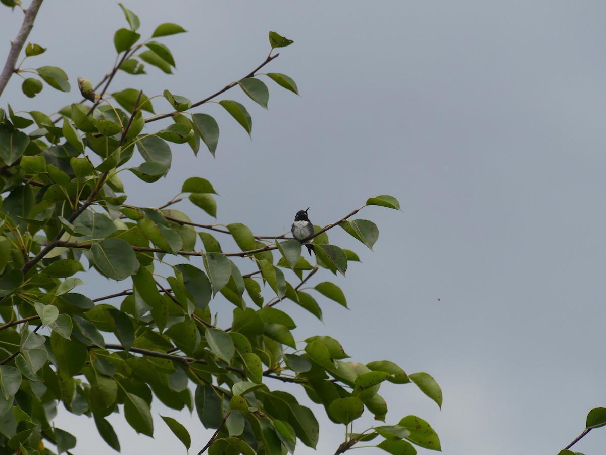 hvitbukkolibri - ML645876050